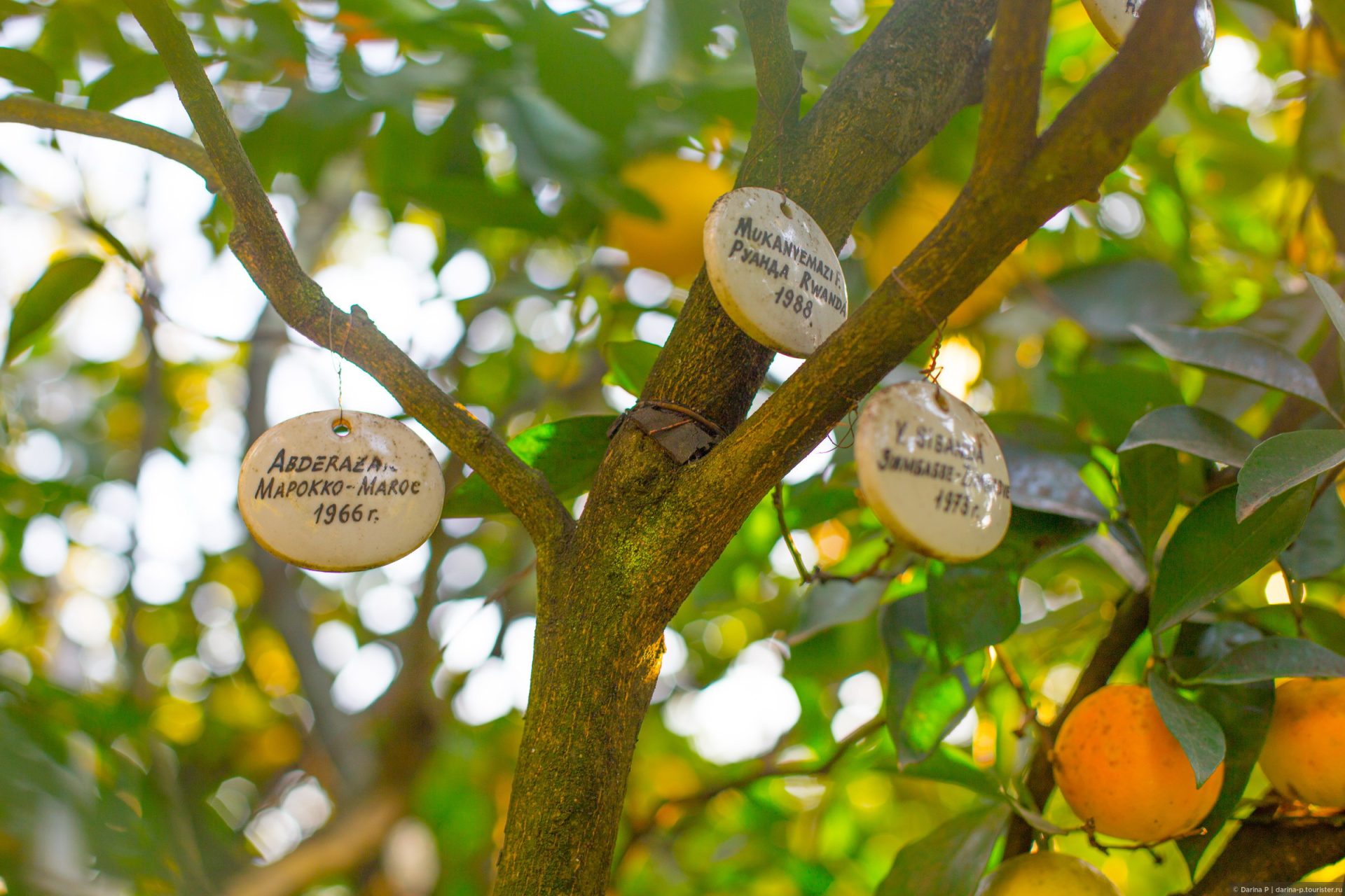 «Дерево Дружбы» в одноимённом саду-музее города Сочи с прививками, сделанными представителями разных стран