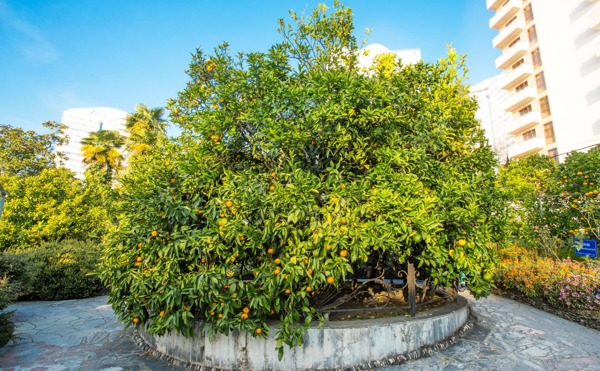 «Дерева Дружбы» в одноимённом саду-музее города Сочи